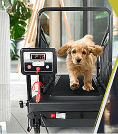 Puppy Running on a doggy treadmill