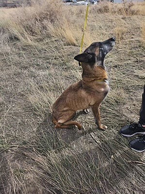 Miss Molly up for Adoption