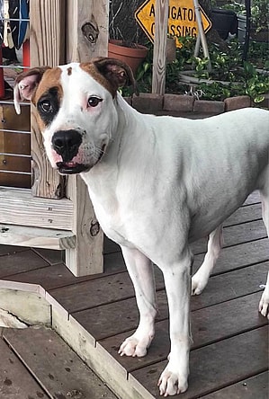 Skye - Pretty Pooch!