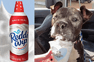 can dogs eat whipped cream