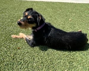 Millie - Terrier