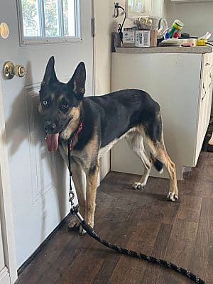Vito