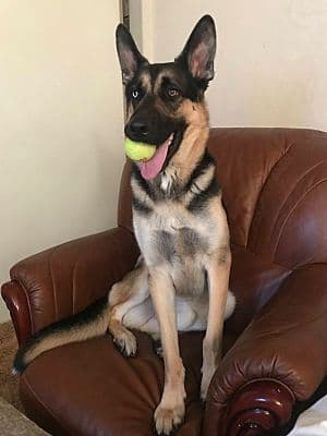 Vito