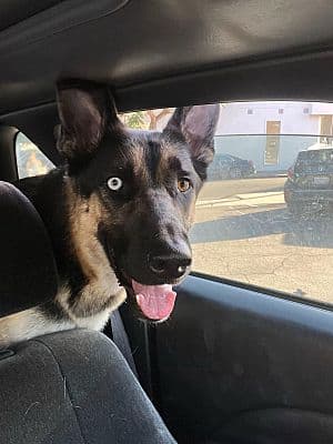 Vito