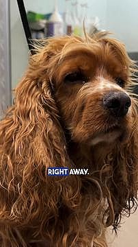 I begged the shelter to groom him as soon as I saw him 