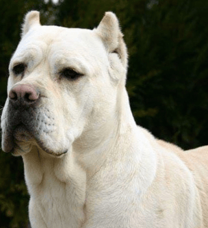 Straw Cane Corso
