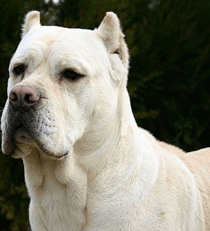 Straw Cane Corso