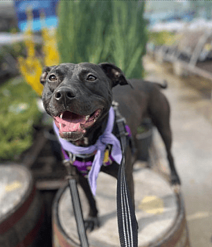 Shelter Dog Celebrates 100 Days in Foster Care With the Ultimate Tennis Ball Party—But She's Still Missing a Forever Home