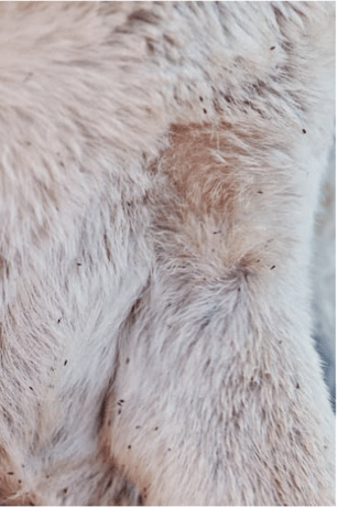 Dog Has Red, Itchy Skin & Bumps because of fleas