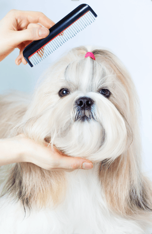 Are Shih Tzu Hypoallergenic