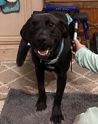 koa was shot in the spine and needs to find her forever home