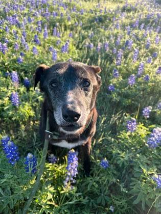 Senior Shelter Dog Still Longing for a Forever Home Months After Losing Owner