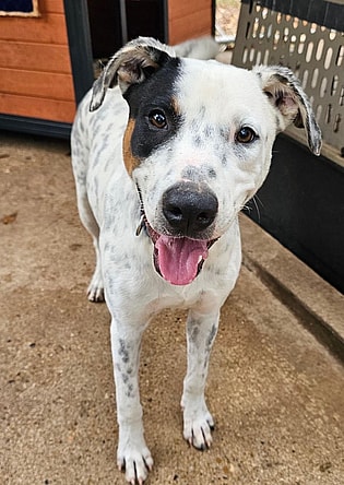 Podge - 10 Months ( Avail 12/6)