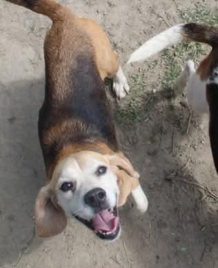 Bootsie - Beagle