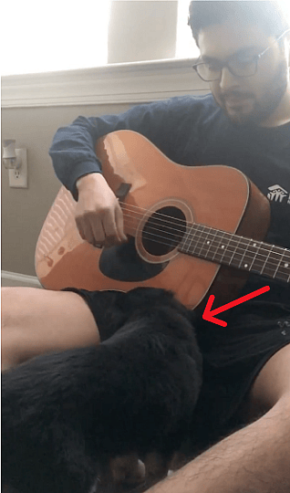 Dog cured from Parvo