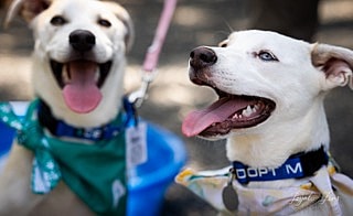 Betty Blue Eyes & Beau are up for Adoption