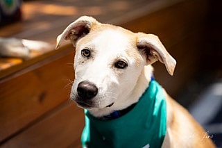 Betty Blue Eyes & Beau are up for Adoption