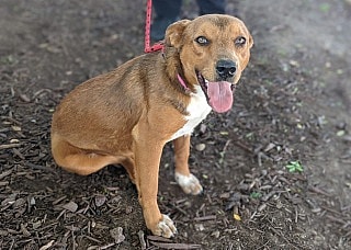 Australian Cattle Dog mix