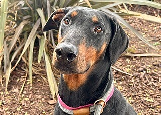 Darla the Doberman