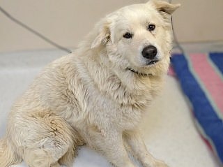 Nobel the Great Pyrenees mix