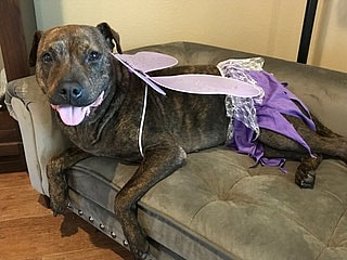 Pit Bull Rescued from Shackles