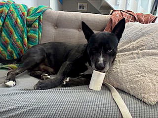 Zeus - Pit Bull Terrier