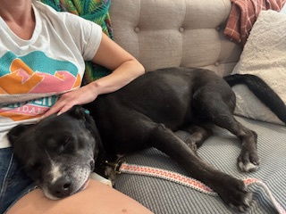 Zeus - Pit Bull Terrier