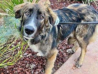 Dog Stuck in Shelter Smiles for First Time Thanks to Groomer's Tender Makeover