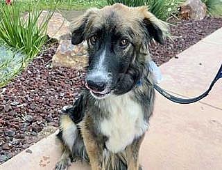Dog Stuck in Shelter Smiles for First Time Thanks to Groomer's Tender Makeover