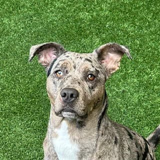 Luna - Pit Bull Terrier