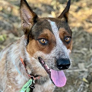 Marco up for Adoption