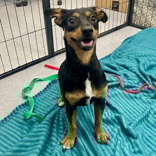 Carina - Chihuahua