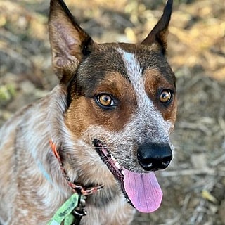 Marco up for Adoption