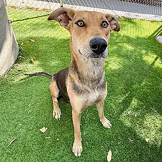 Uma - German Shepherd Dog