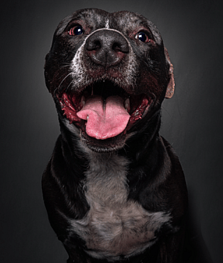 Sammy — Waiting 1,302 Days