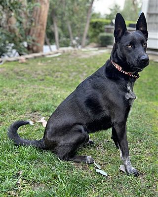 Socks up for Adoption