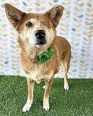 Dog up for adoption: Sweet One-Eyed Rescued Dog Is Full of Love and Waiting for Forever Family to Adopt Her