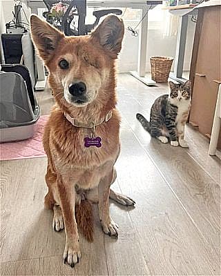 Dog up for adoption: Sweet One-Eyed Rescued Dog Is Full of Love and Waiting for Forever Family to Adopt Her