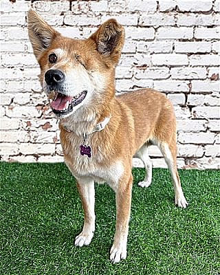 Dog up for adoption: Sweet One-Eyed Rescued Dog Is Full of Love and Waiting for Forever Family to Adopt Her