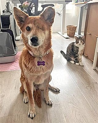 Dog up for adoption: Sweet One-Eyed Rescued Dog Is Full of Love and Waiting for Forever Family to Adopt Her