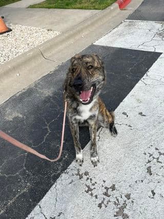 Franklin up for Adoption