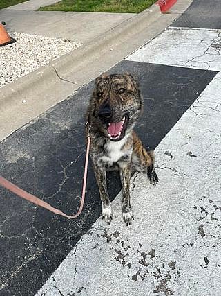 Franklin up for Adoption