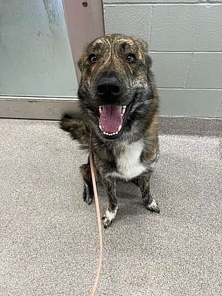 Franklin up for Adoption