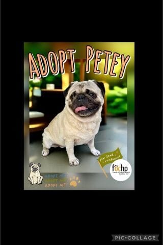 Petey-Pug