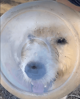 Dog smiling with a bottle stuck in his head