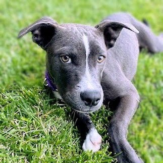 Pomegranate - Pit Bull Terrier