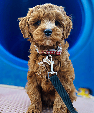 Australian Labradoodle puppy