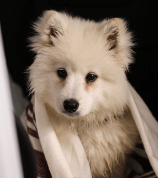 A samoyed got bath
