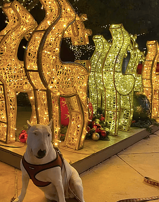 Tilly Celebrate Her 6th Birthday with Cake
