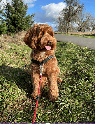 A mini Australian Labradoodle